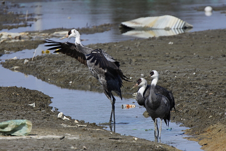 ナベヅル４IMG_1680