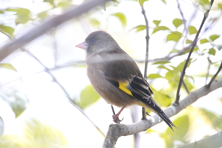 カワラヒワ１IMG_9397