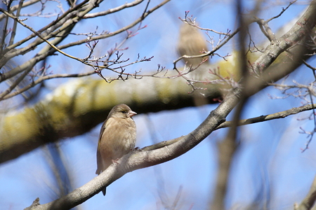 カワラヒワ３IMG_9407