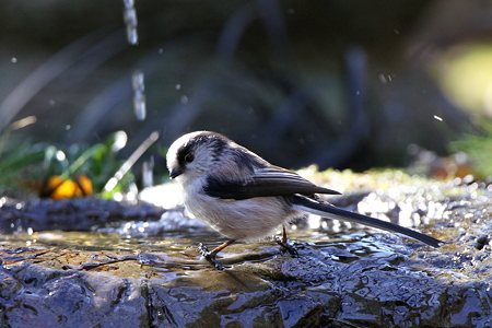 エナガ３IMG_1813