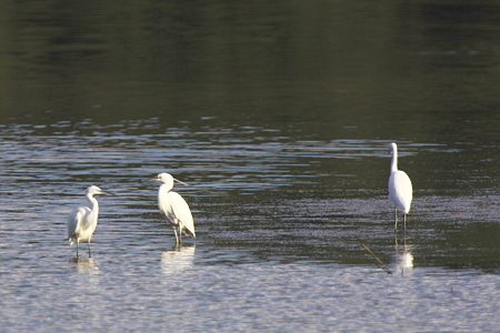 大中小サギIMG_1125