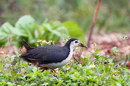 シロハラクイナ３IMG_8957