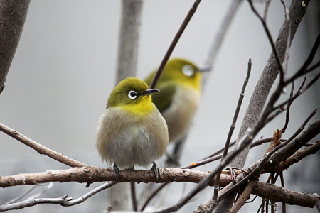 メジロ５IMG_1535