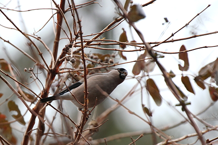 アカウソ６♀IMG_2014
