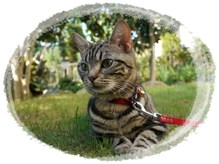 カレンダー候補1