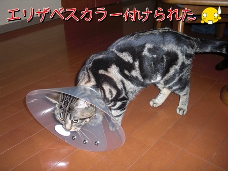 エリザベスカラー20100308