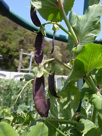 写真: ツタンカーメン花４