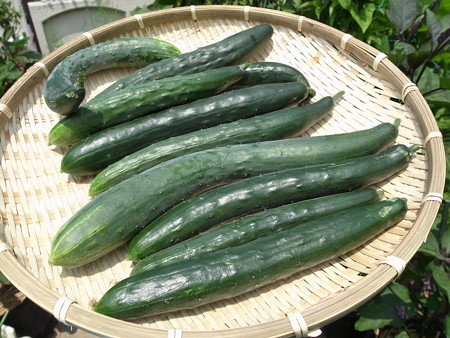 写真: きゅうり２