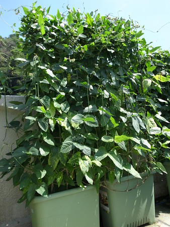 写真: ささげ３