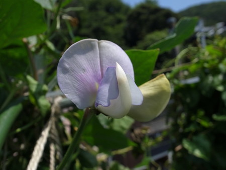 写真: ささげ７