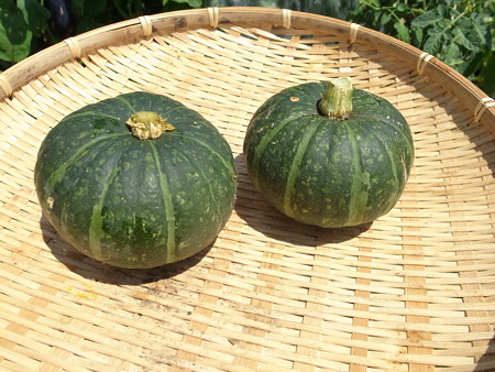 写真: ミニカボチャ２