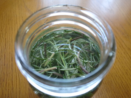 写真: ローズマリー酵母一日目