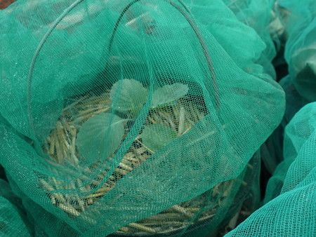 写真: キャベツ１