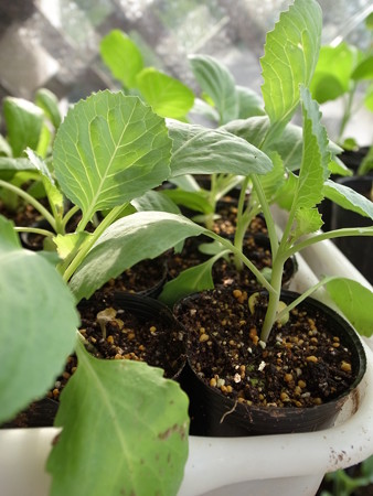 写真: キャベツ２