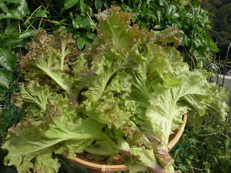 写真: 収穫野菜４