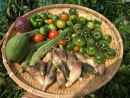 写真: 収穫野菜６