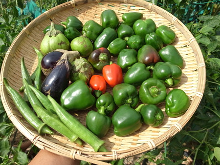 写真: 収穫野菜８