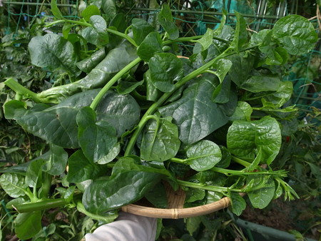 写真: 収穫野菜12