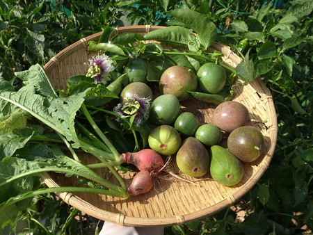 写真: 収穫野菜13