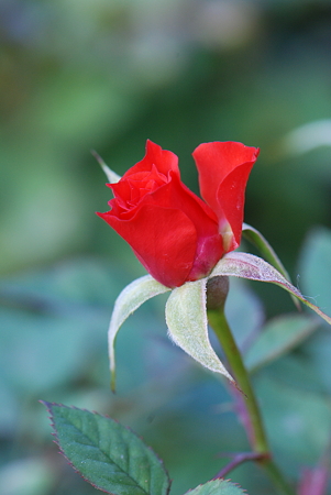 キューバフォーエバー