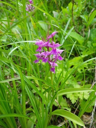 ハクサンチドリ