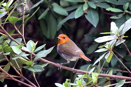 コマドリ１IMG_9574