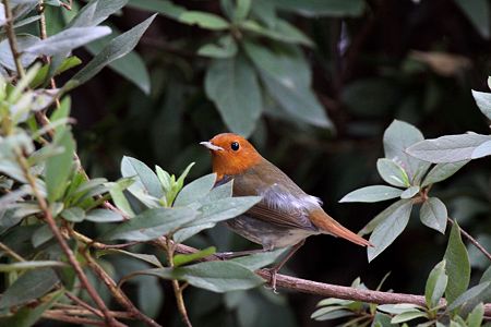 コマドリ４IMG_9560