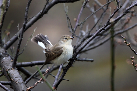 オジロビタキ１IMG_0732