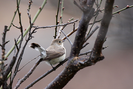 オジロビタキ６IMG_0787