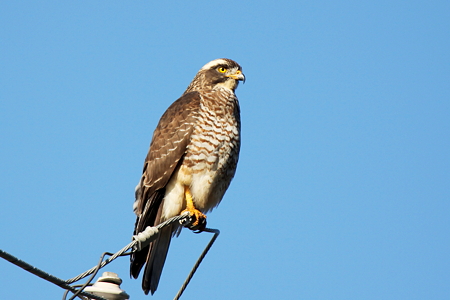 サシバ２IMG_1157