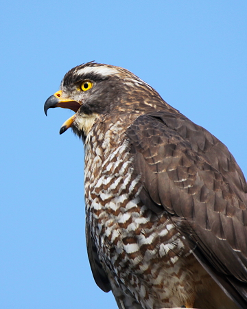 サシバ６IMG_1329