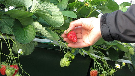 いちご１IMG_0414