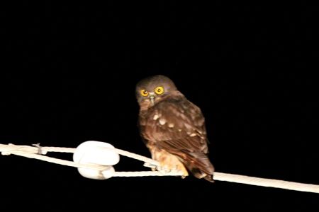 アオバズク１IMG_1029