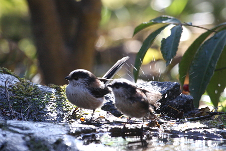 エナガ６IMG_9503f