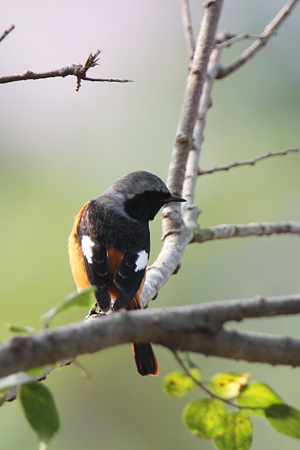 ジョウビタキ２IMG_8421