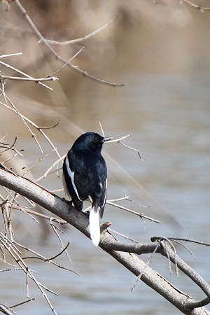 シキチョウ２♂IMG_8545