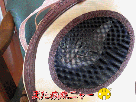 避妊手術20100308