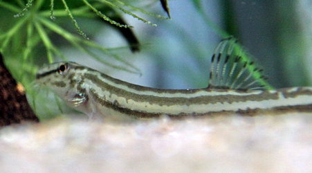 スジシマドジョウ