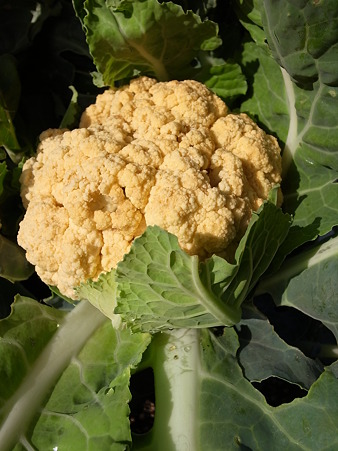 オレンジブーケ２