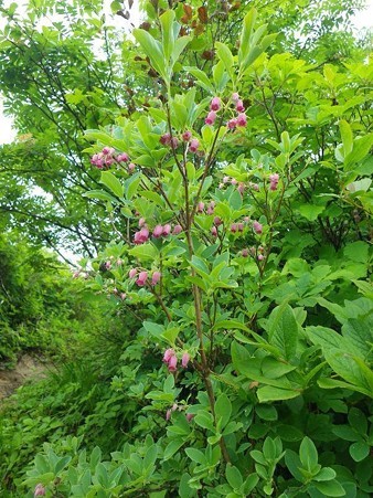 ウラジロヨウラクツツジ