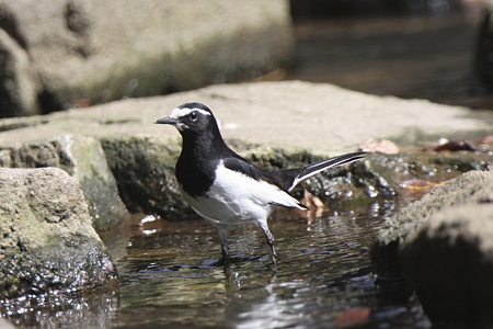 セグロセキレイ２明石公園IMG_1418