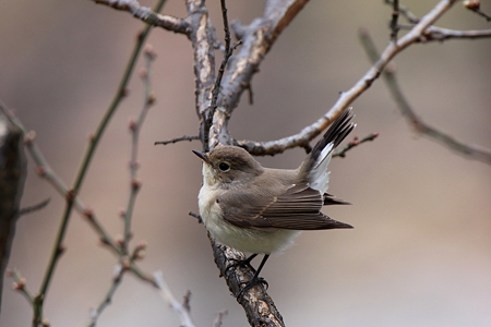オジロビタキ５IMG_0765