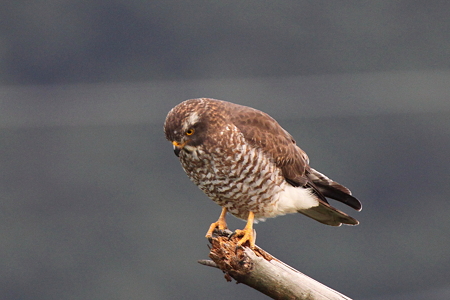 サシバ３IMG_1025