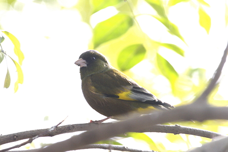 カワラヒワ２IMG_9101