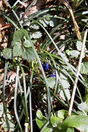 リュウノヒゲIMG_9410