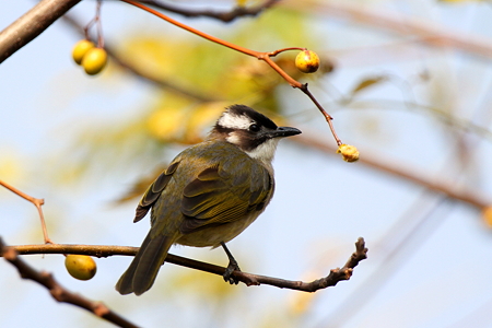 シロガシラ１IMG_8512