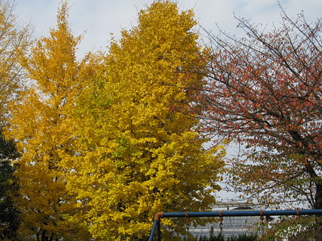 黄色く色づいて