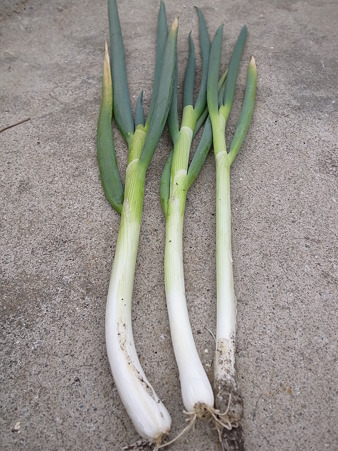 長ネギ４