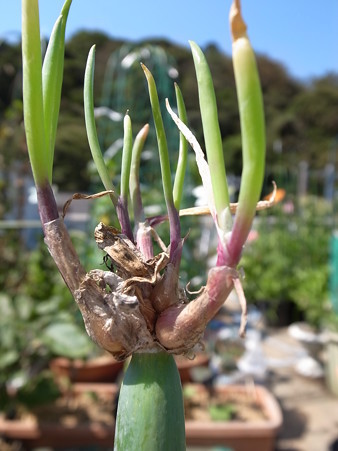 写真: やぐらネギ２