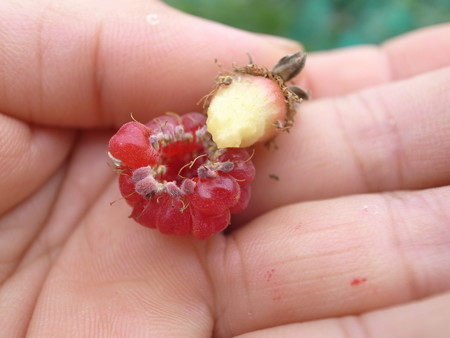 写真: ラズベリー９